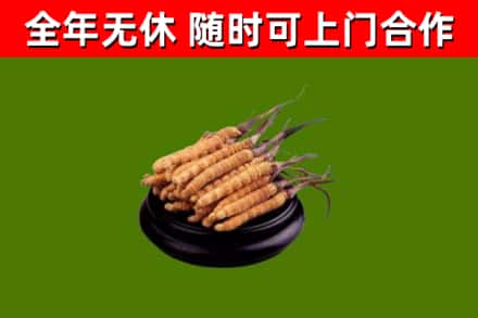 六盘水市烟酒回收冬虫夏草.jpg